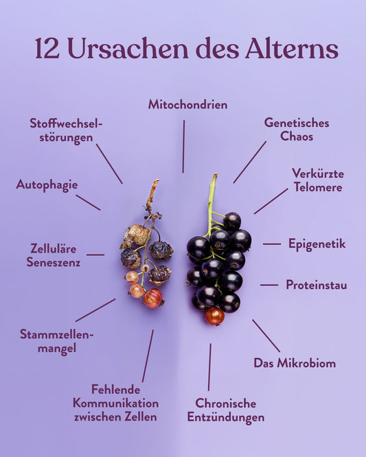 Die 12 Ursachen des Alterns